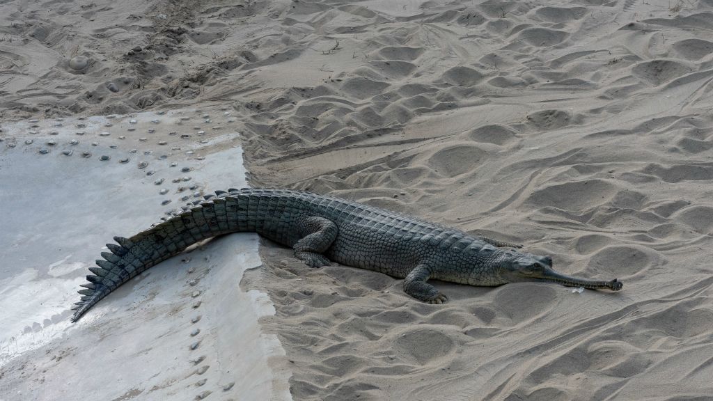 Visite d'une ferme à crocodiles : ici un gavial . Ces charmantes bêtes sont élevées dans la ferme, puis mises en liberté dans le parc